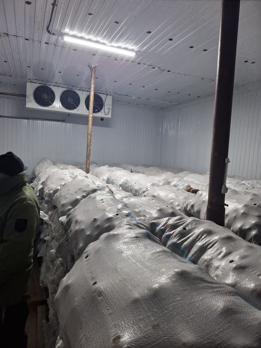 Картошка сатылады