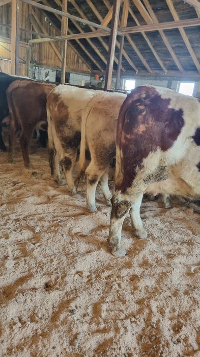 Vând 10 junici baltata Românească