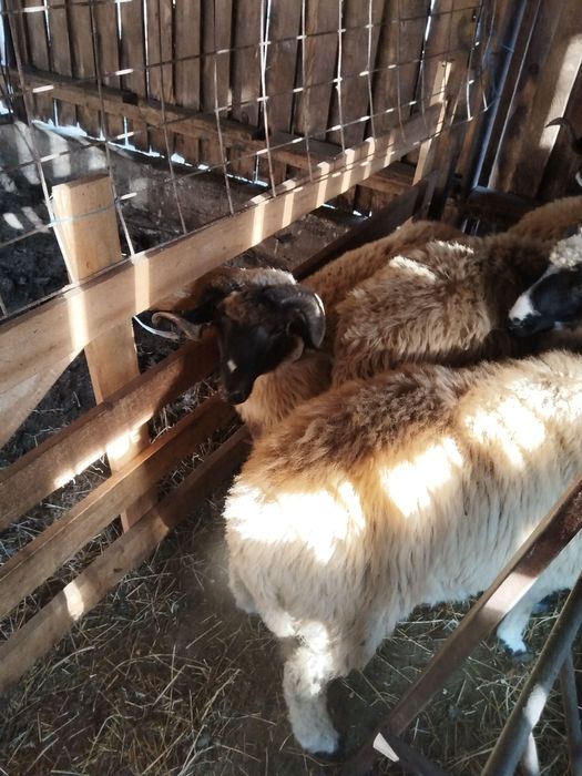 Vând berbeci Turcan miori