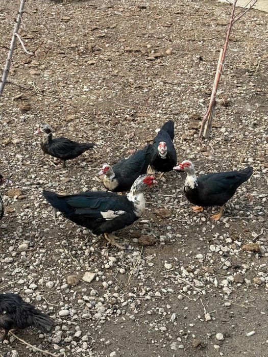 Ordak Indu arzon uyda boqilgan Fargona Mindonobod