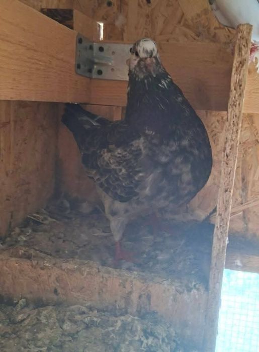 Vând sau schimb cu rate sau gaste