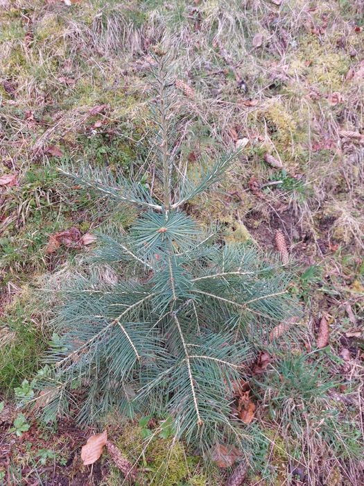 Brazi Abies concolor cu balot de pamant-calibru 60-80 cm