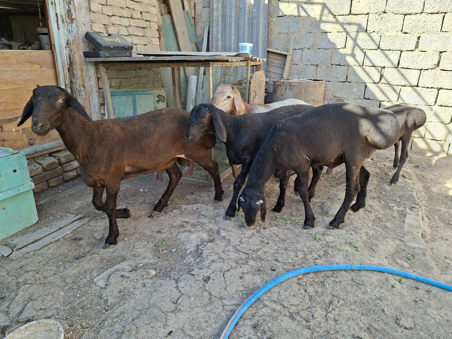 Qozi qochqorla sotilad