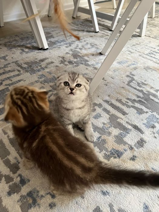 Кошка котёнок Котята