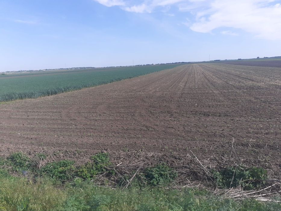 Vând teren extravilan Sânmihaiu Român