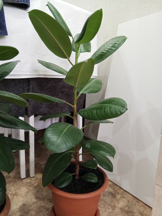 продам фикус -5000