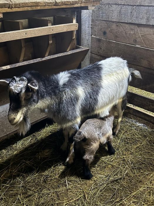 Capre cu iezi din 10.02