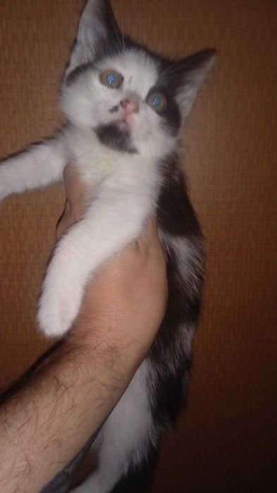 Отдам котят 2 месяца