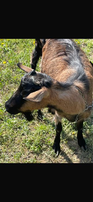 Vand capre Metis-Alpina Franceza
