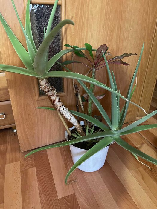 Алое Вера гиганское - взрослое -для офиса