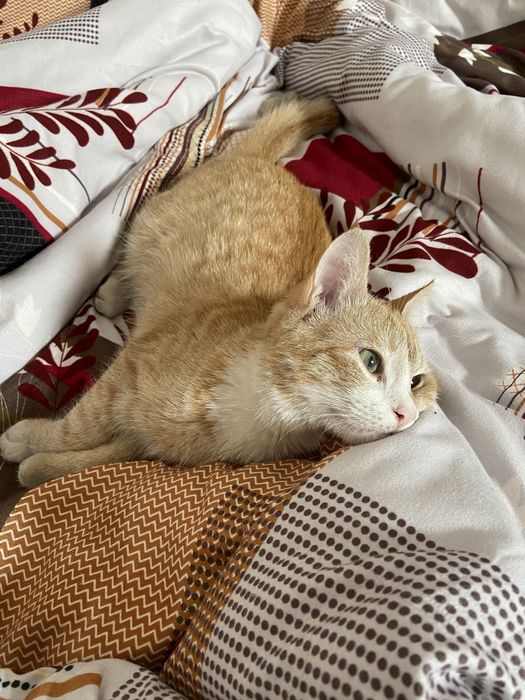 Кот Буська мальчик 1 год