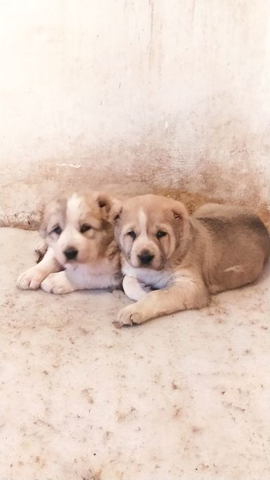 Щенки на продажу