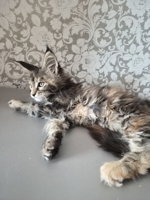 Котята Мейн Куны