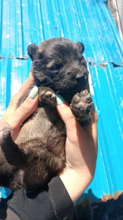 Помесь корги ищут дом