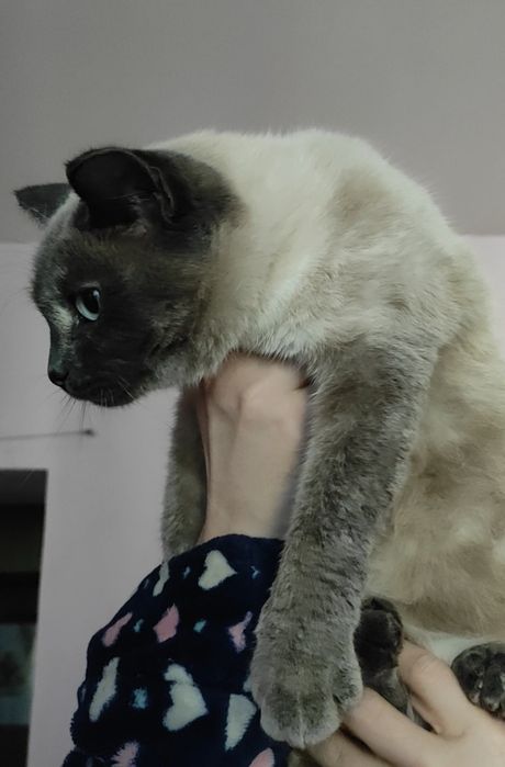 Кошечка в хорошие руки