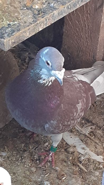 Schimb porumbei voiajori