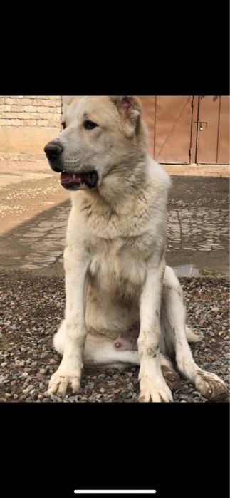 Алабай (САО) Вязка