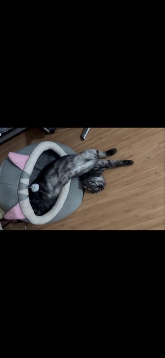 Вислоухий шотландский