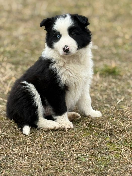 Pui Border Collie