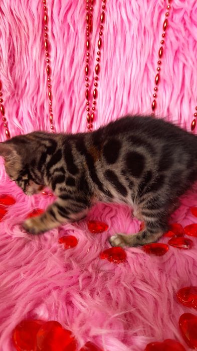 чистокровная бенгальская девочка