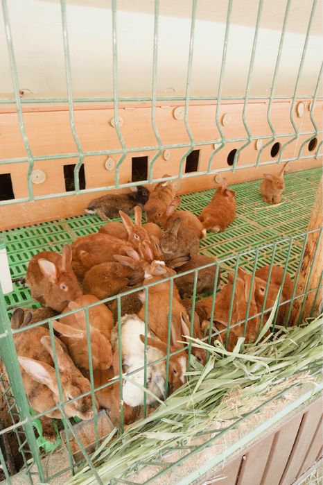 Продам кроликов оптом и в розницу