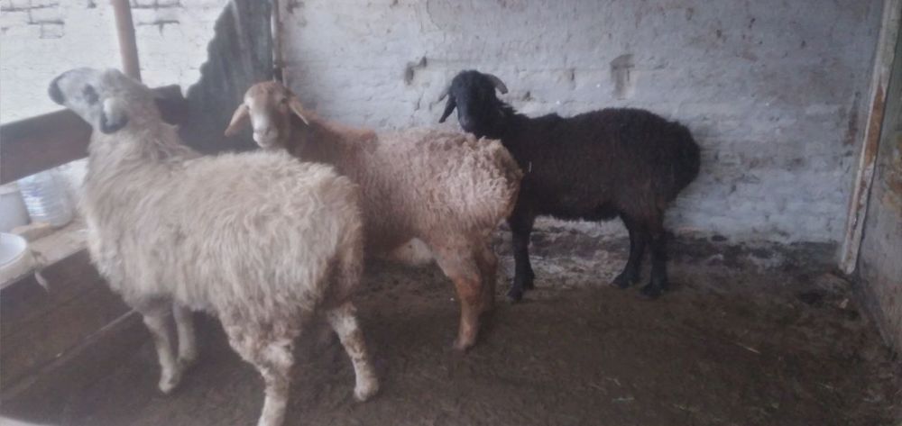 Qo'chqorlar sotiladi