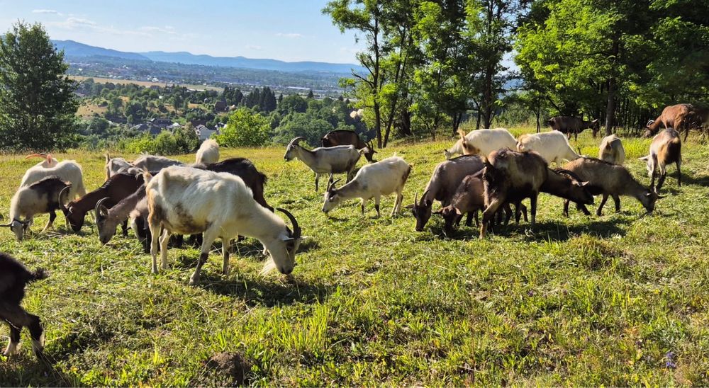 De vanzare caprite,tap si iezi