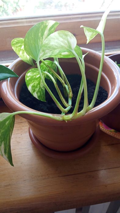 Цветы  комнатные.