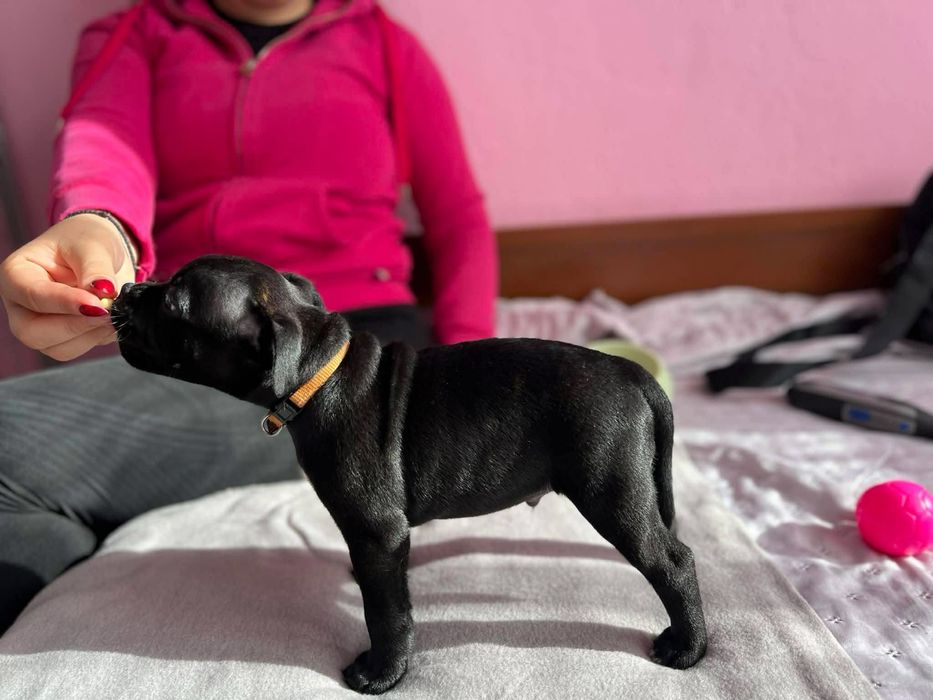 Стафордшир бул териер