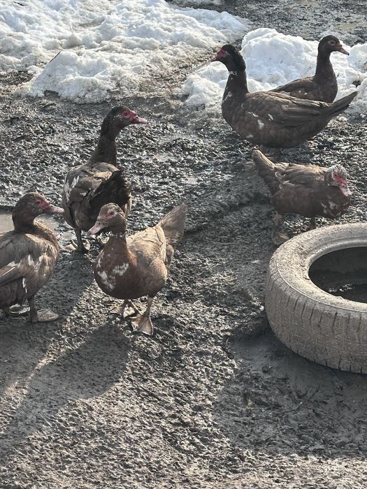 Продам индоуток!!