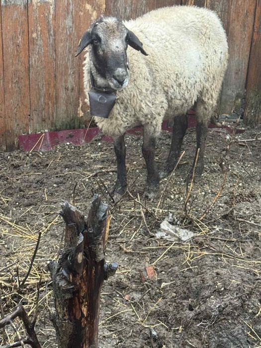 Berbec si 2 melute carabase se accepta si schimb cu alte oii