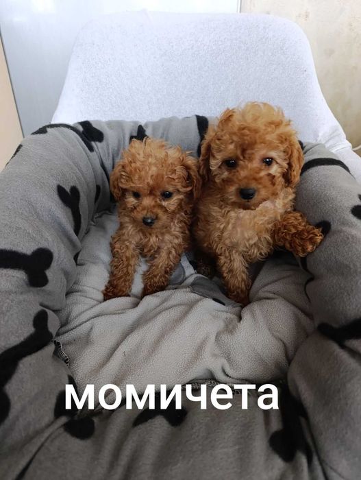 Пудел момичета .