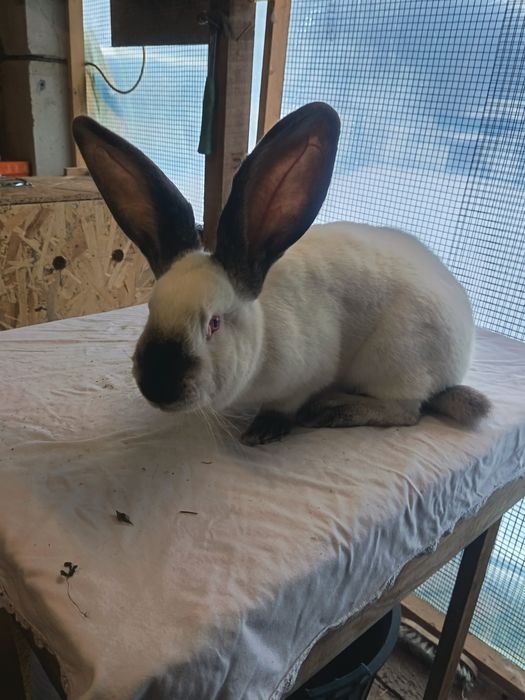 Iepuri. Cocoș. Uriaș german