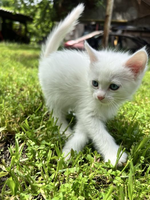 Отдам кошечек в добрые руки.