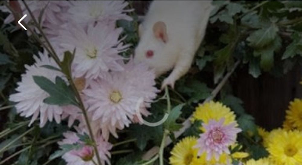 Продам крыску окраска разная