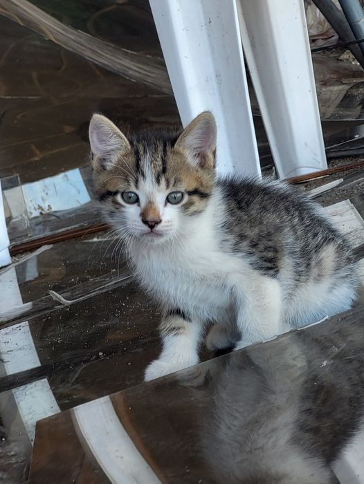 Отдам котят в хорошие руки