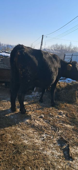 Vând vacă gestanta