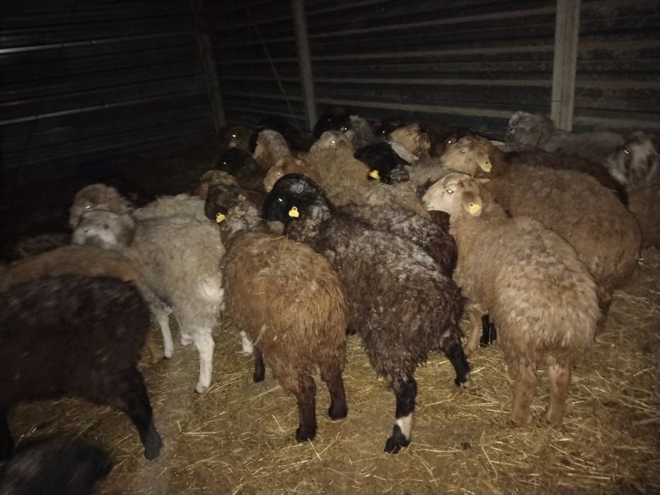 Қошқар қой Тохты сатылады оптом