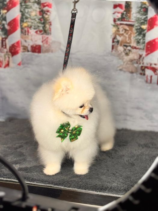 Pomeranian alb de vanzare - rasa pura, pedigree inclus