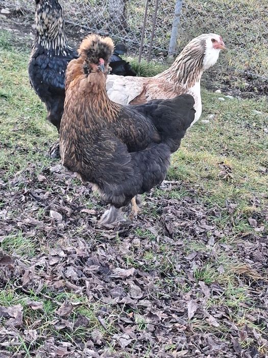 Fac precomenzi pentru oua de incubat