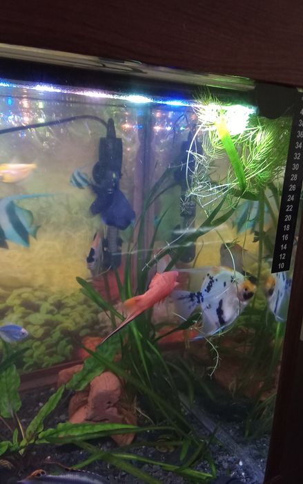 Продам трёх рыбок.