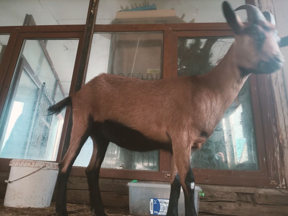 Ешкі сатылады, сутті ешкінің шыбыштары.