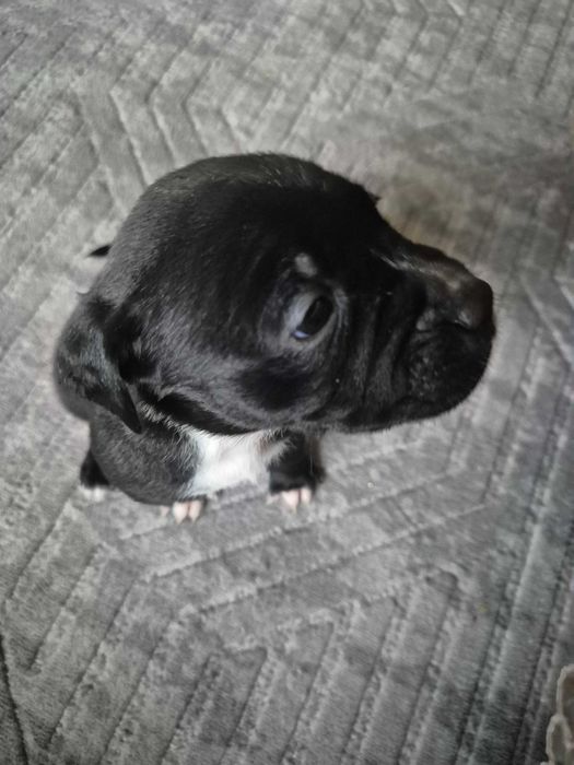 Продавам Питбулчета