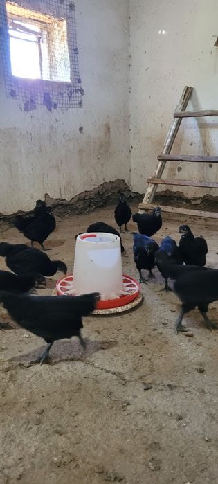 Австролорп румыния