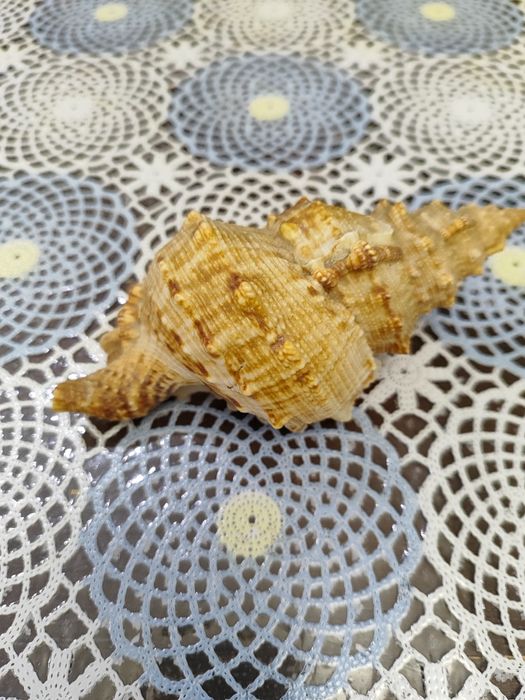 Продам Ракушки, Срочно!