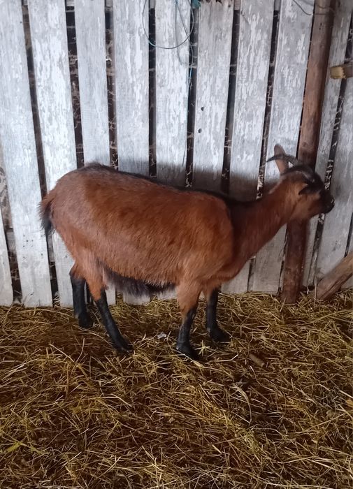 Vand capre alpin francez