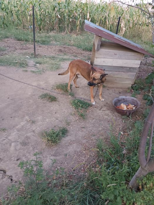 Donez câine Ciobănesc Belgian Malinois