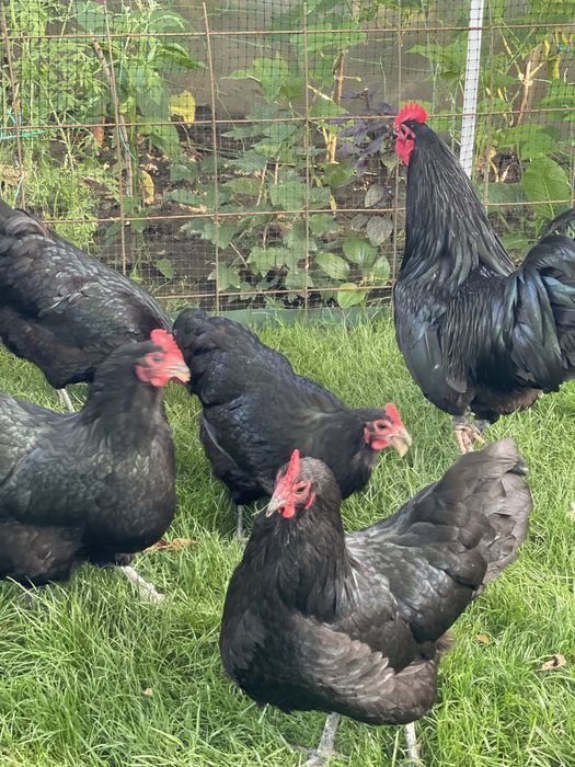 Australorp   Negru