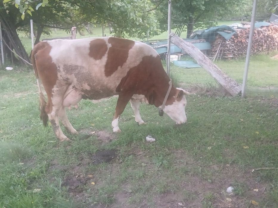 De vânzare 2 vaci una  e fătată de 2 luni si aialaltă trebuie să fete luna viitoare  preț ân privat 0733131531