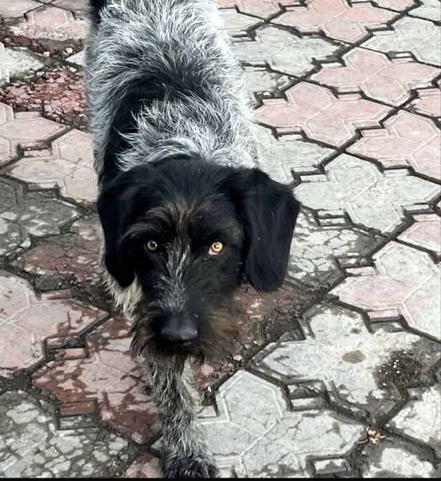 Дратхар продается 10 месец кобель